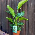 Strelícia natalská (Strelitzia Nikolai) - výška 60-70 cm, kont. C3L